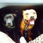 Staffordshire bull terrier Tia