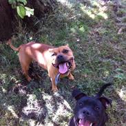 Staffordshire bull terrier Tia