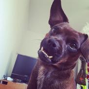 Blanding af racer Max!