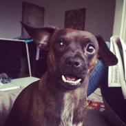 Blanding af racer Max!