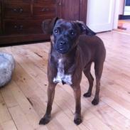 Blanding af racer Max!