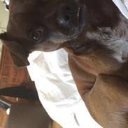 Blanding af racer Max!