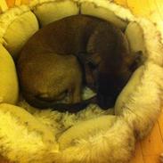 Blanding af racer Max!