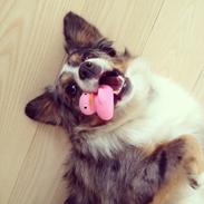 Miniature Australian Shepherd Maggie