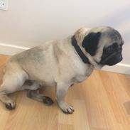 Mops Kongsgaards Palle Pug