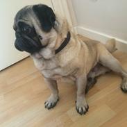 Mops Kongsgaards Palle Pug