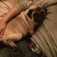 Mops Kongsgaards Palle Pug