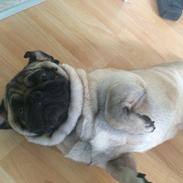 Mops Kongsgaards Palle Pug