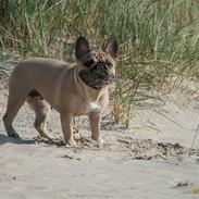 Fransk bulldog Vust Mellegaards Dina (Pixie)