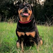 Rottweiler Kia