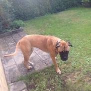 Bullmastiff Daisy