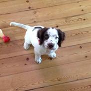 Field Trial spaniel Bertha