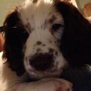 Field Trial spaniel Bertha