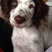 Field Trial spaniel Bertha