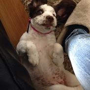 Field Trial spaniel Bertha