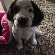 Field Trial spaniel Bertha