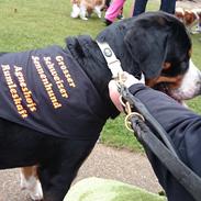 Grosser schweizer sennenhund Agneshøjs Rumleskaft (Rumle) *Himmelhund*