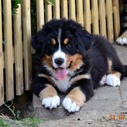 Berner sennenhund Theo
