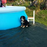 Berner sennenhund Theo