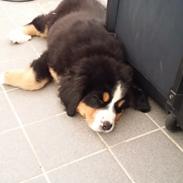 Berner sennenhund Theo