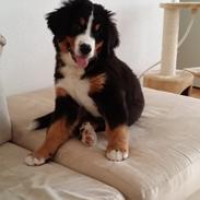 Berner sennenhund Theo