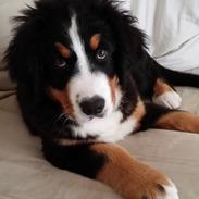 Berner sennenhund Theo