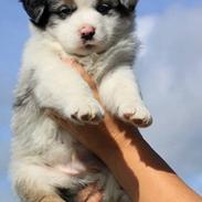 Australian shepherd Tamburengas Buckingham Palace