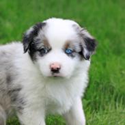 Australian shepherd Tamburengas Buckingham Palace