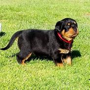 Rottweiler Kakestto´s Lucie