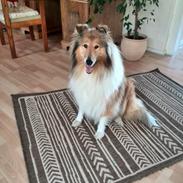 Collie langhåret Lady (lalle eller laddie)