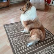 Collie langhåret Lady (lalle eller laddie)