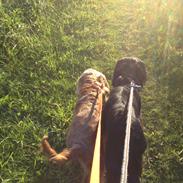 Cocker spaniel Lady <33