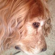 Cocker spaniel Lady <33