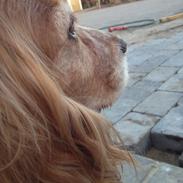 Cocker spaniel Lady <33