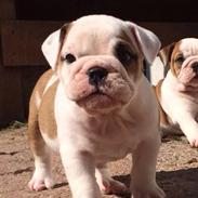 Engelsk bulldog Bertha