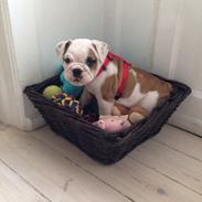 Engelsk bulldog Bertha