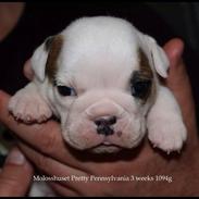 Engelsk bulldog Bertha