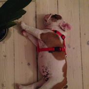Engelsk bulldog Bertha