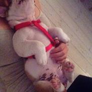 Engelsk bulldog Bertha