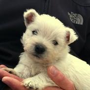 West highland white terrier Sodemarken's Lucky Luke