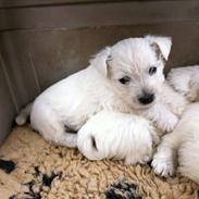 West highland white terrier Sodemarken's Lucky Luke