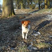 Dansk svensk gaardhund Vaks