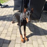 Dobermann Kenzo