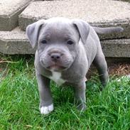 Staffordshire bull terrier Diego