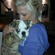 Engelsk bulldog Tulle