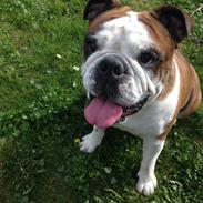 Engelsk bulldog Tulle