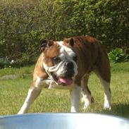 Engelsk bulldog Tulle