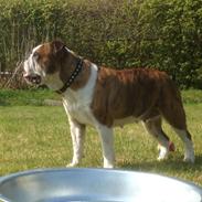 Engelsk bulldog Tulle