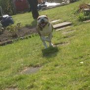 Engelsk bulldog Tulle