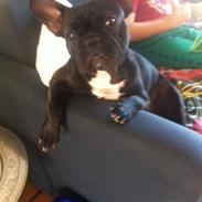 Fransk bulldog Abaldcans Le Bell